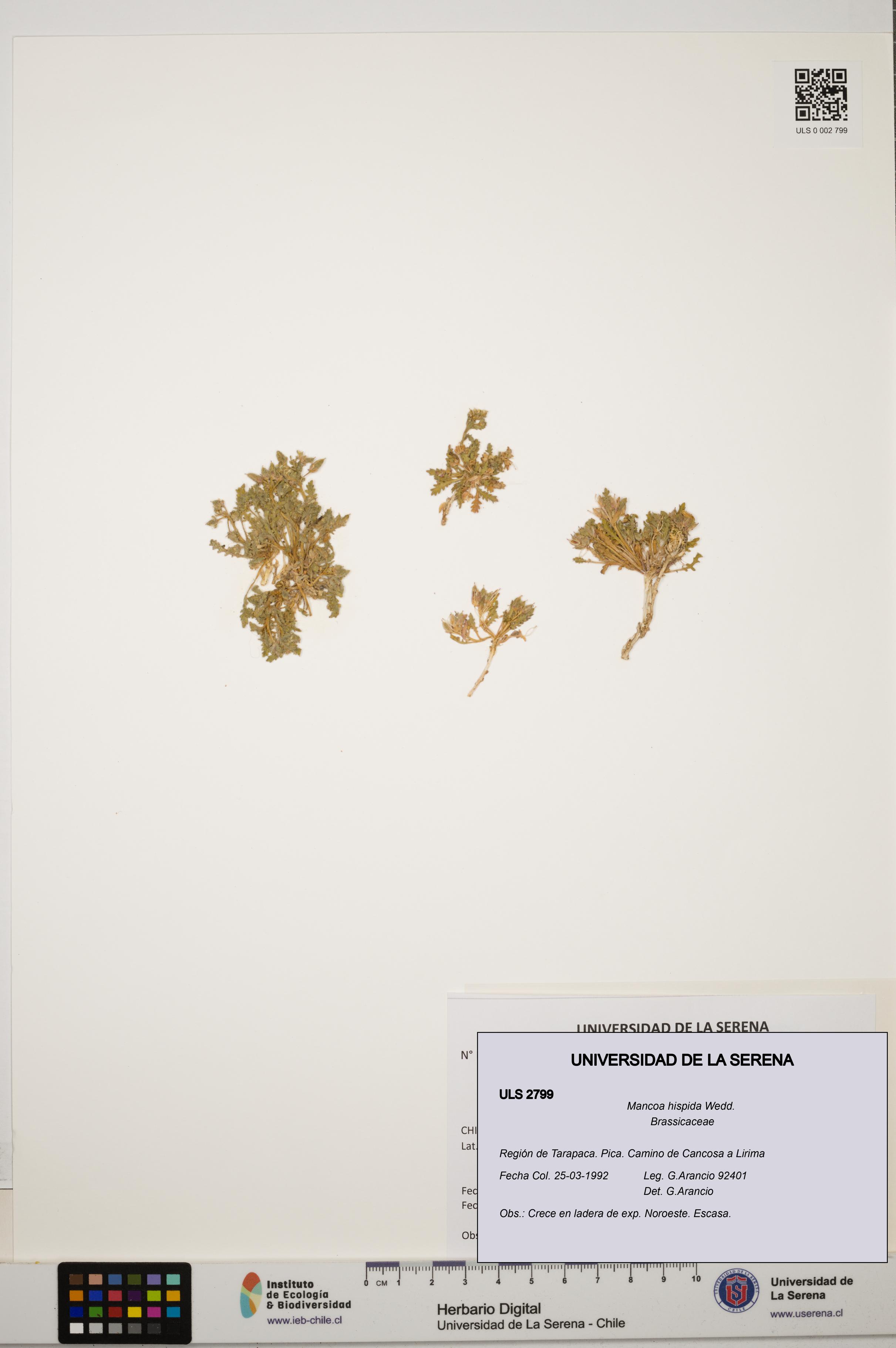 Mancoa hispida [Espécimen: ULS:ULS:0002799]