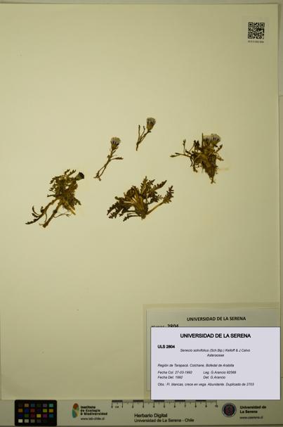 Senecio solivifolius [Espécimen: ULS:ULS:0002804]