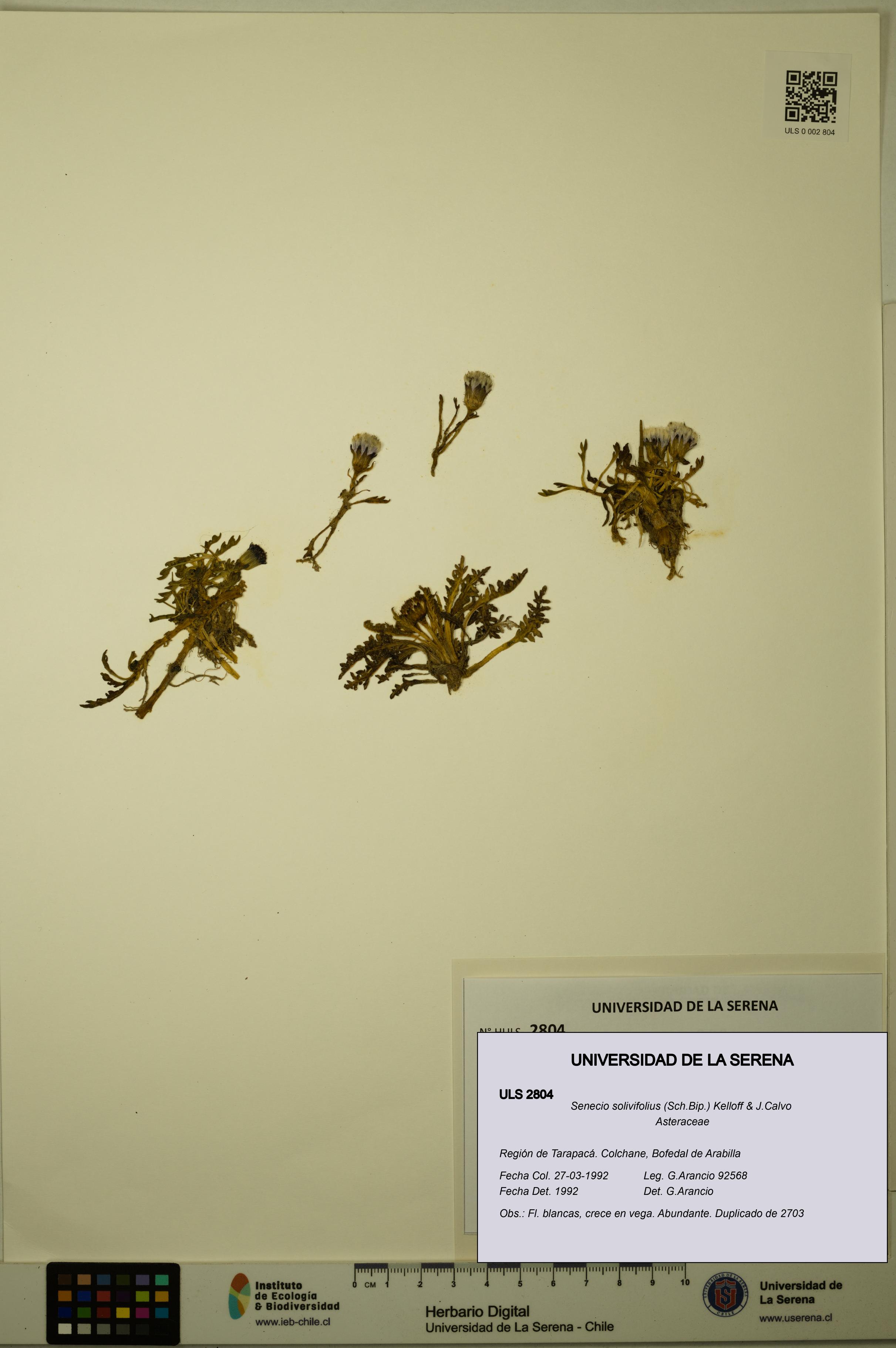Senecio solivifolius [Espécimen: ULS:ULS:0002804]