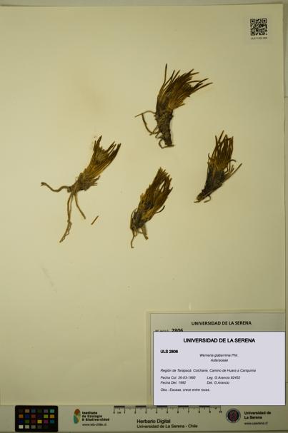 Werneria glaberrima [Espécimen: ULS:ULS:0002806]