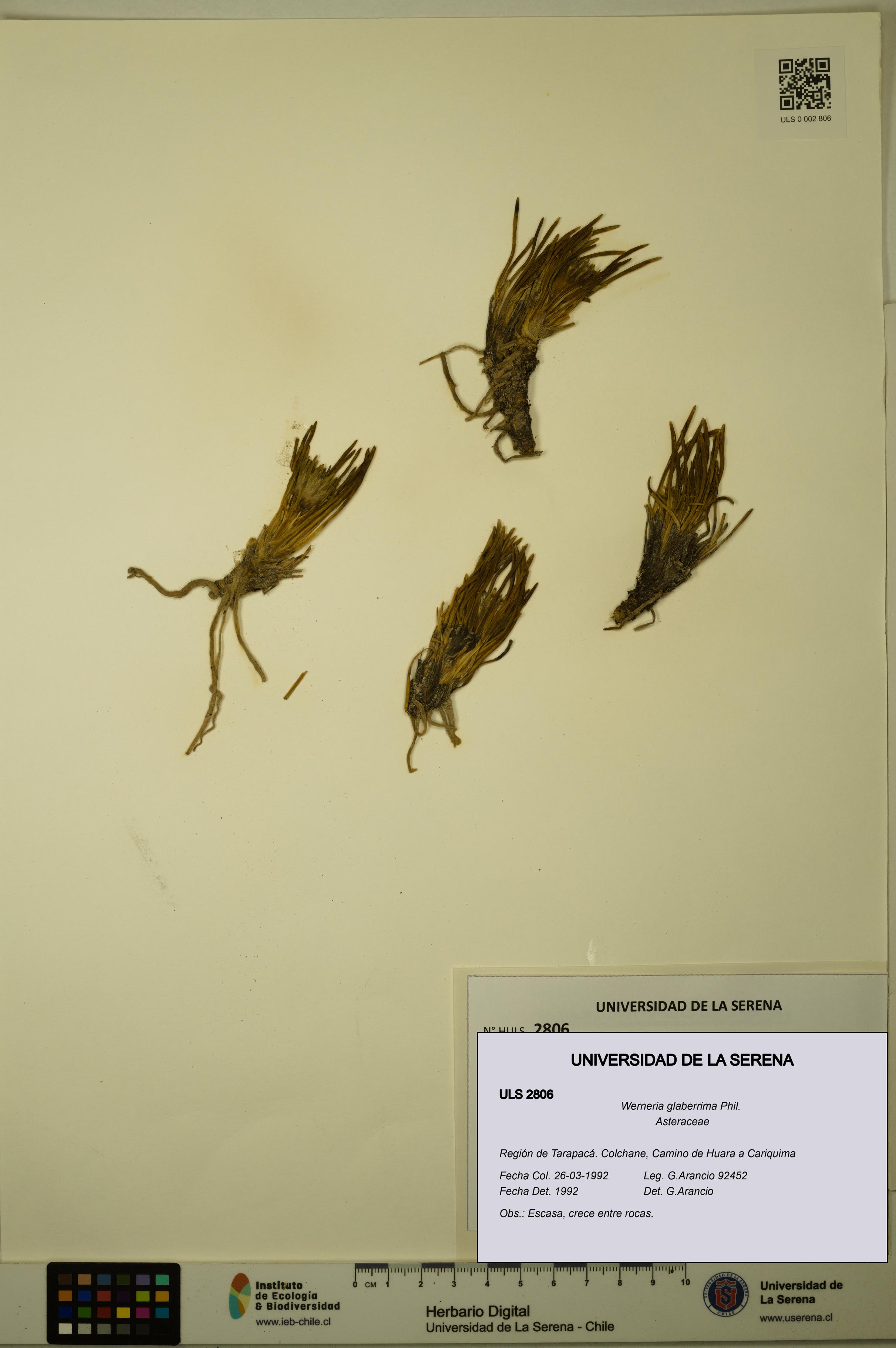 Werneria glaberrima [Espécimen: ULS:ULS:0002806]