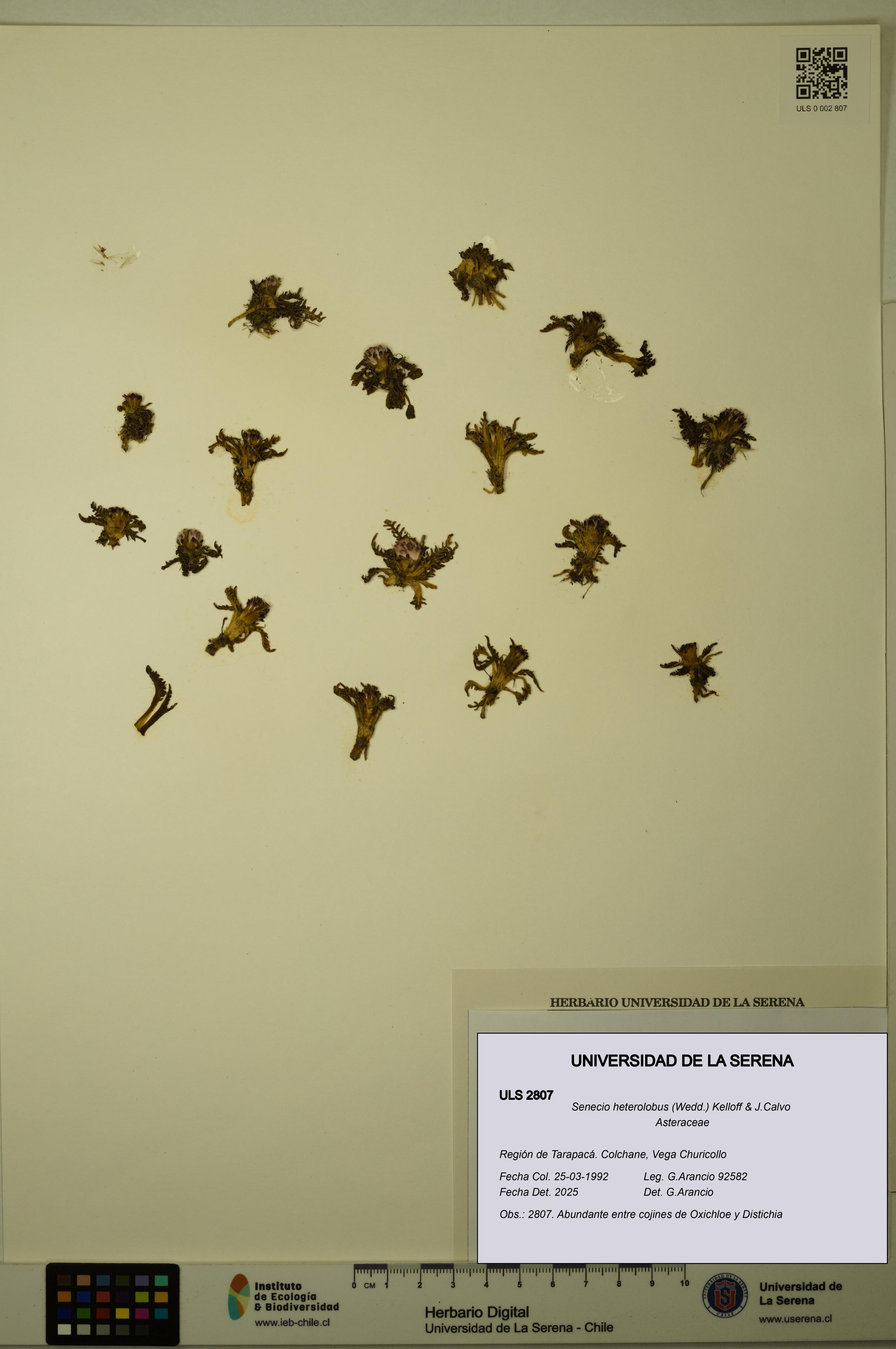 Senecio heterolobus [Espécimen: ULS:ULS:0002807]