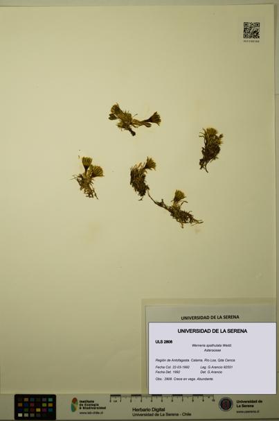 Werneria spathulata [Espécimen: ULS:ULS:0002808]