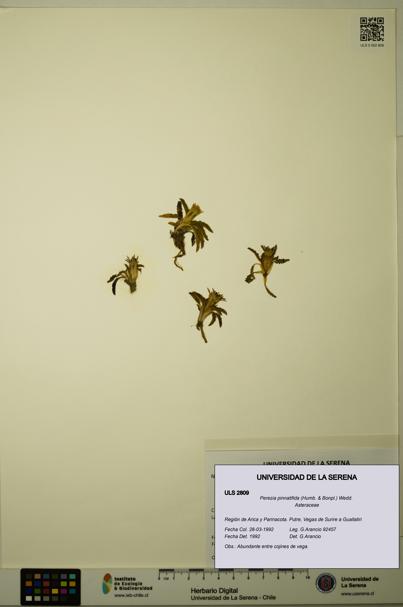 Perezia pinnatifida [Espécimen: ULS:ULS:0002809]