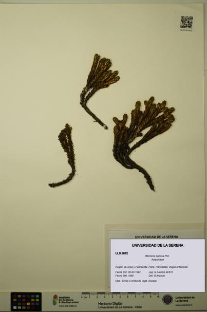 Werneria poposa [Espécimen: ULS:ULS:0002812]