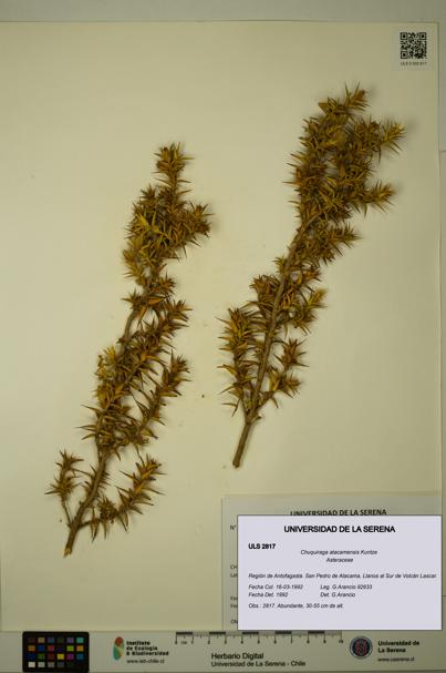 Chuquiraga atacamensis [Espécimen: ULS:ULS:0002817]