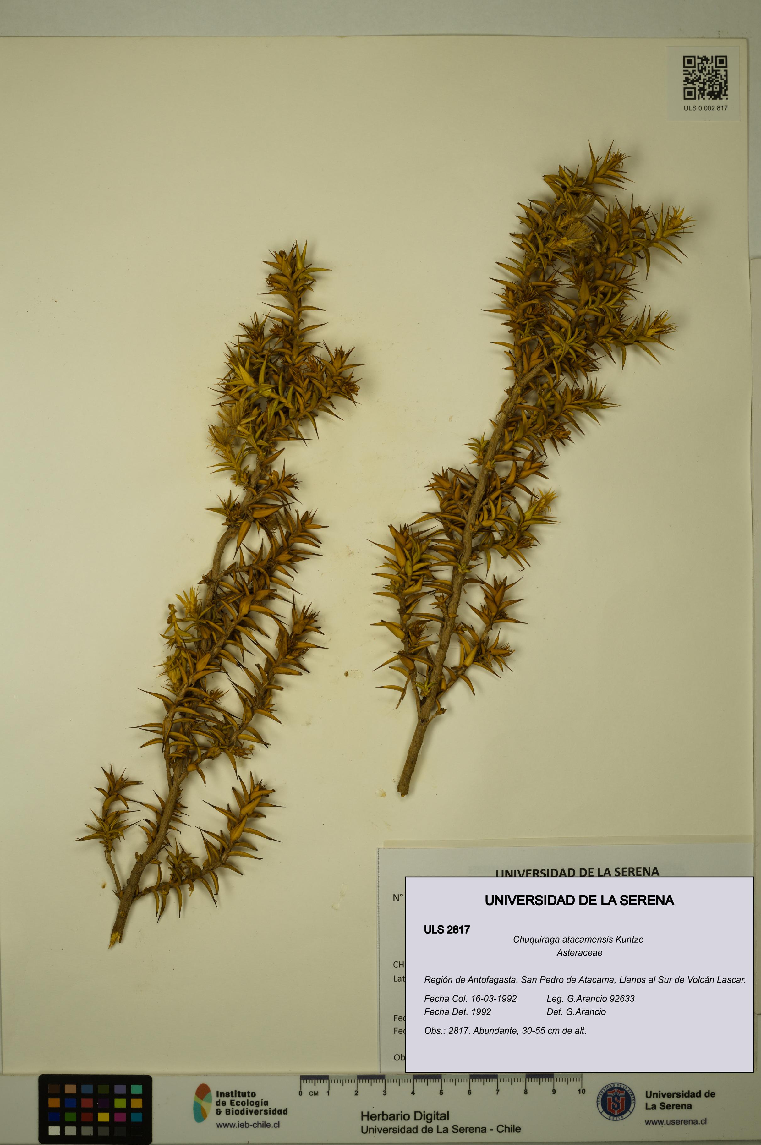 Chuquiraga atacamensis [Espécimen: ULS:ULS:0002817]