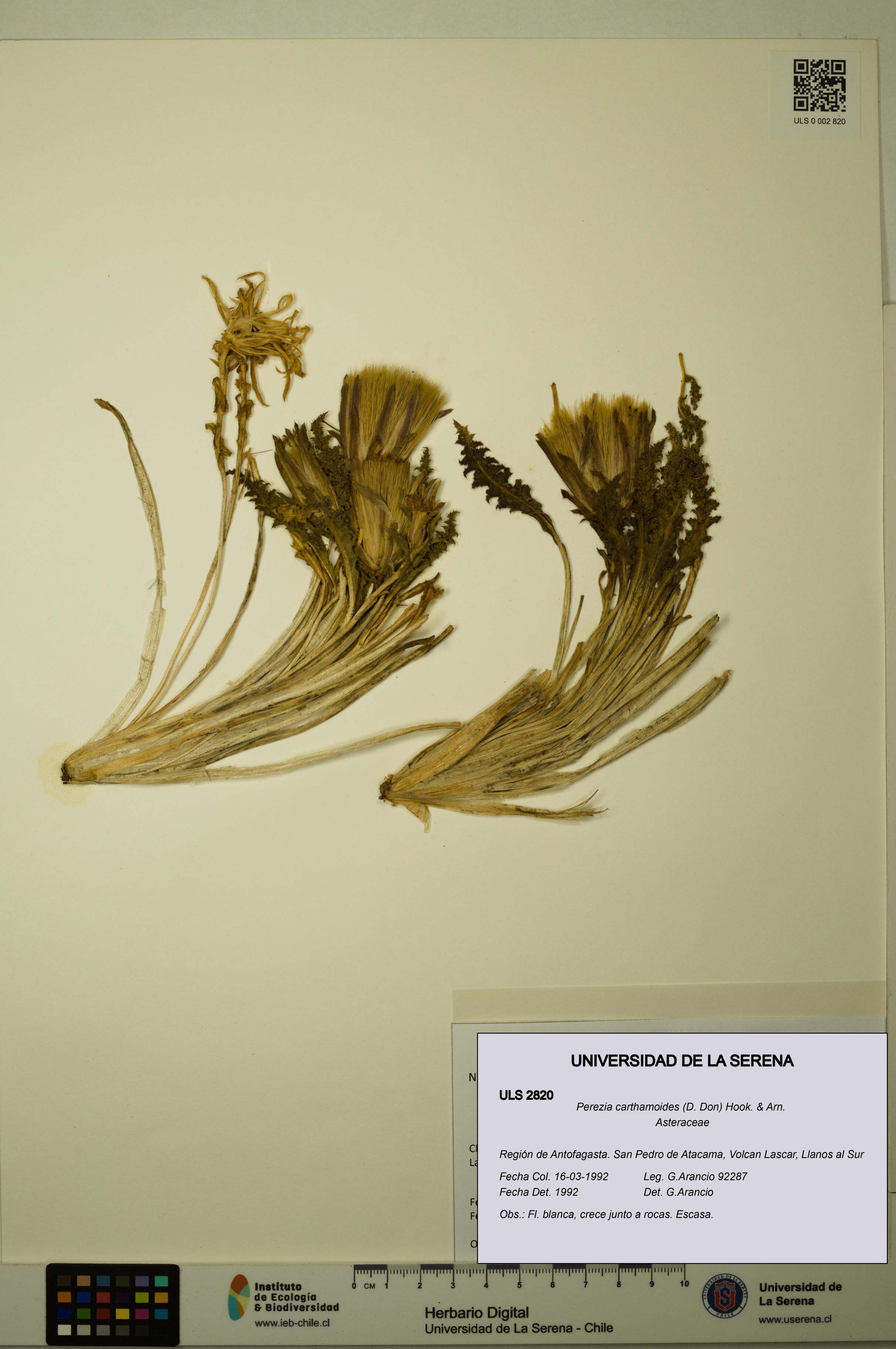 Perezia carthamoides [Espécimen: ULS:ULS:0002820]