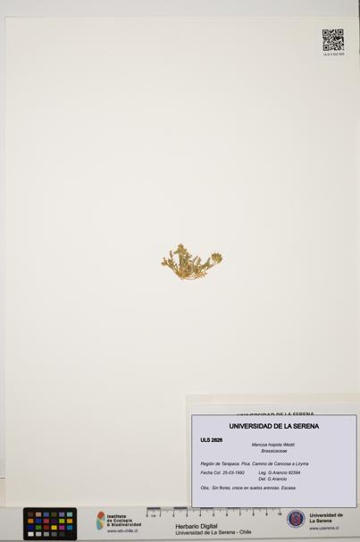 Mancoa hispida [Espécimen: ULS:ULS:0002826]