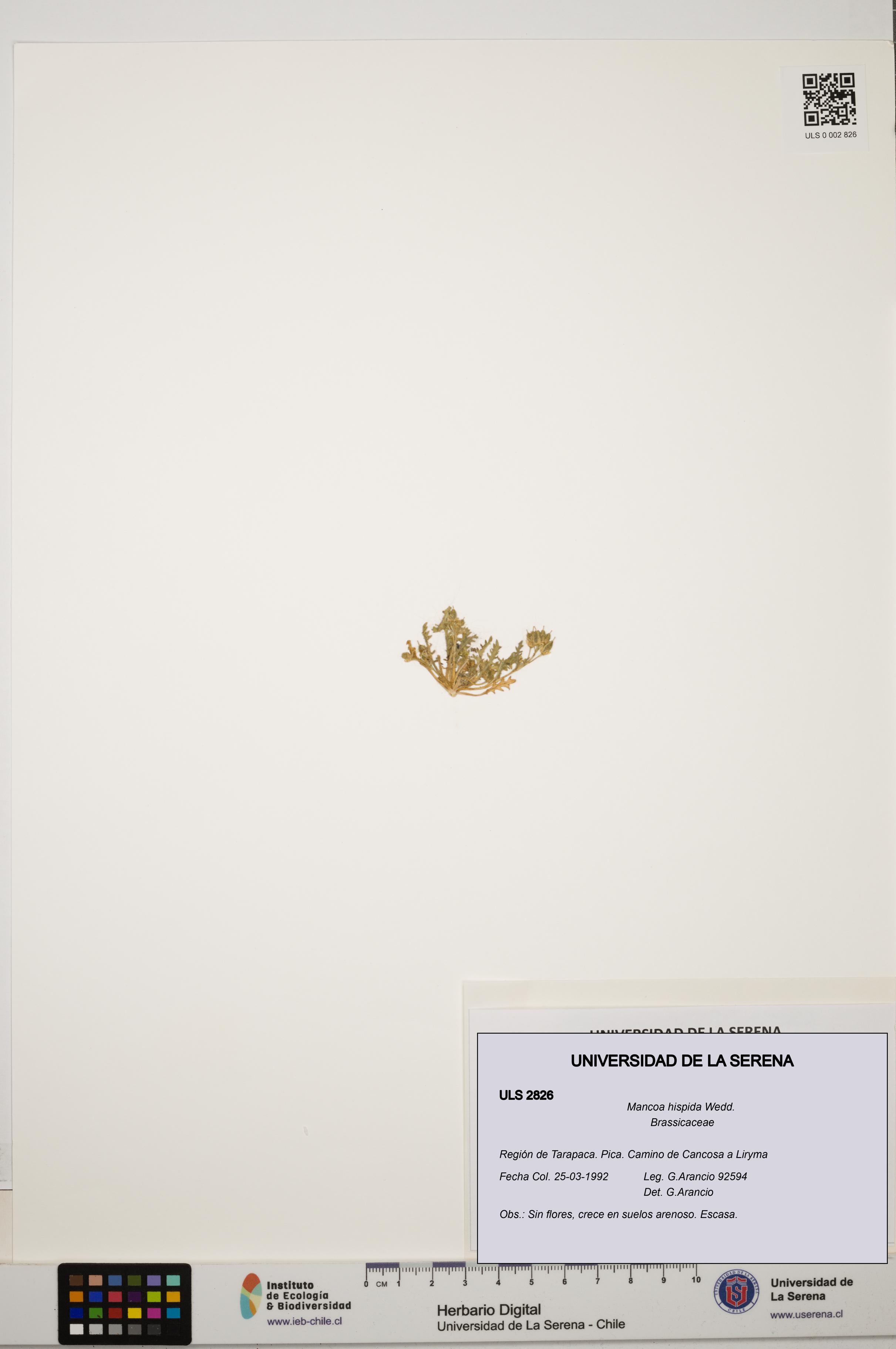 Mancoa hispida [Espécimen: ULS:ULS:0002826]
