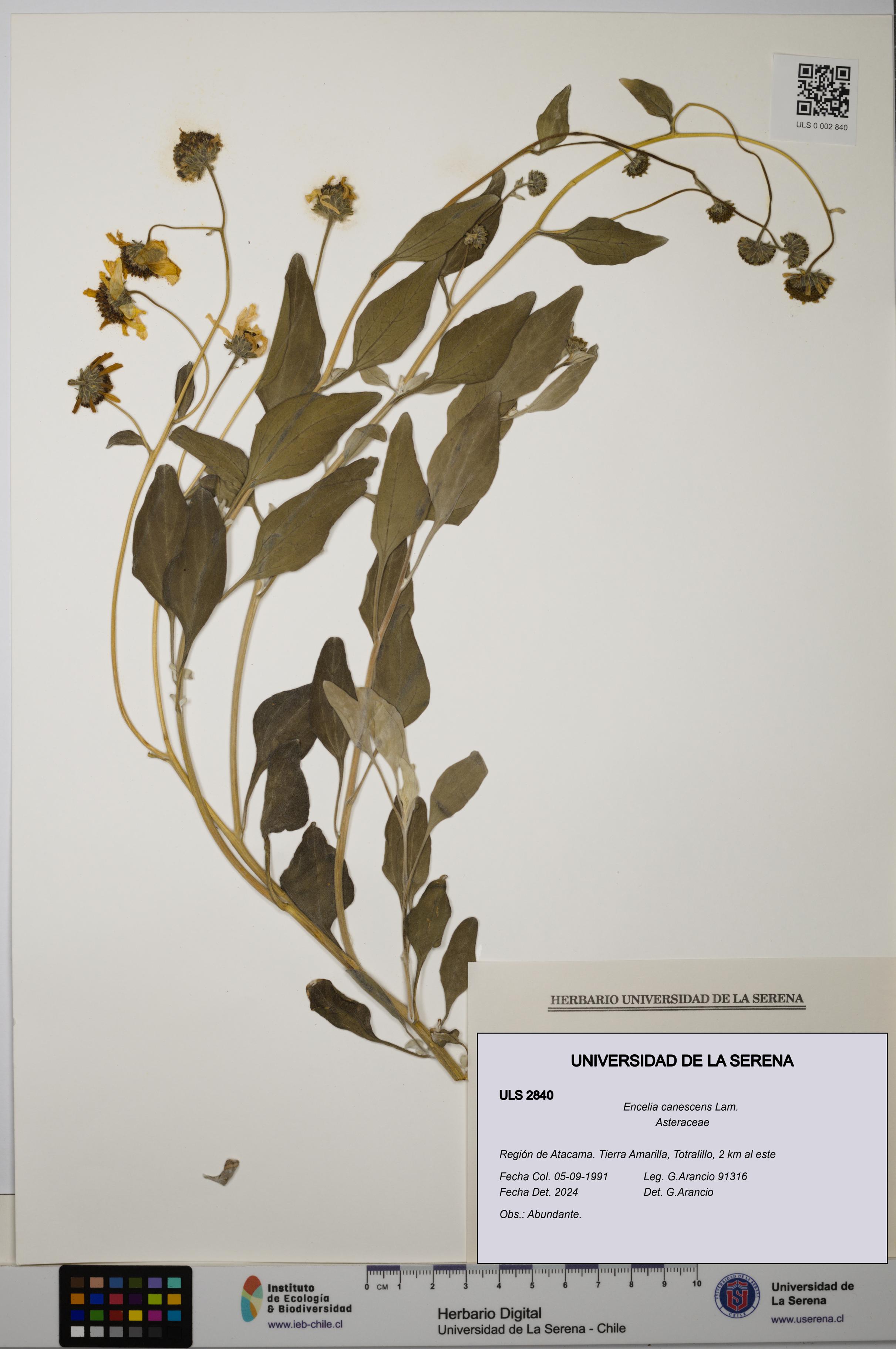 Encelia canescens [Espécimen: ULS:ULS:0002840]