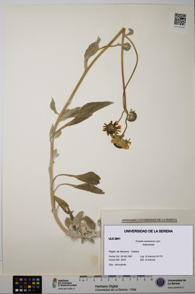 Encelia canescens [Espécimen: ULS:ULS:0002841]