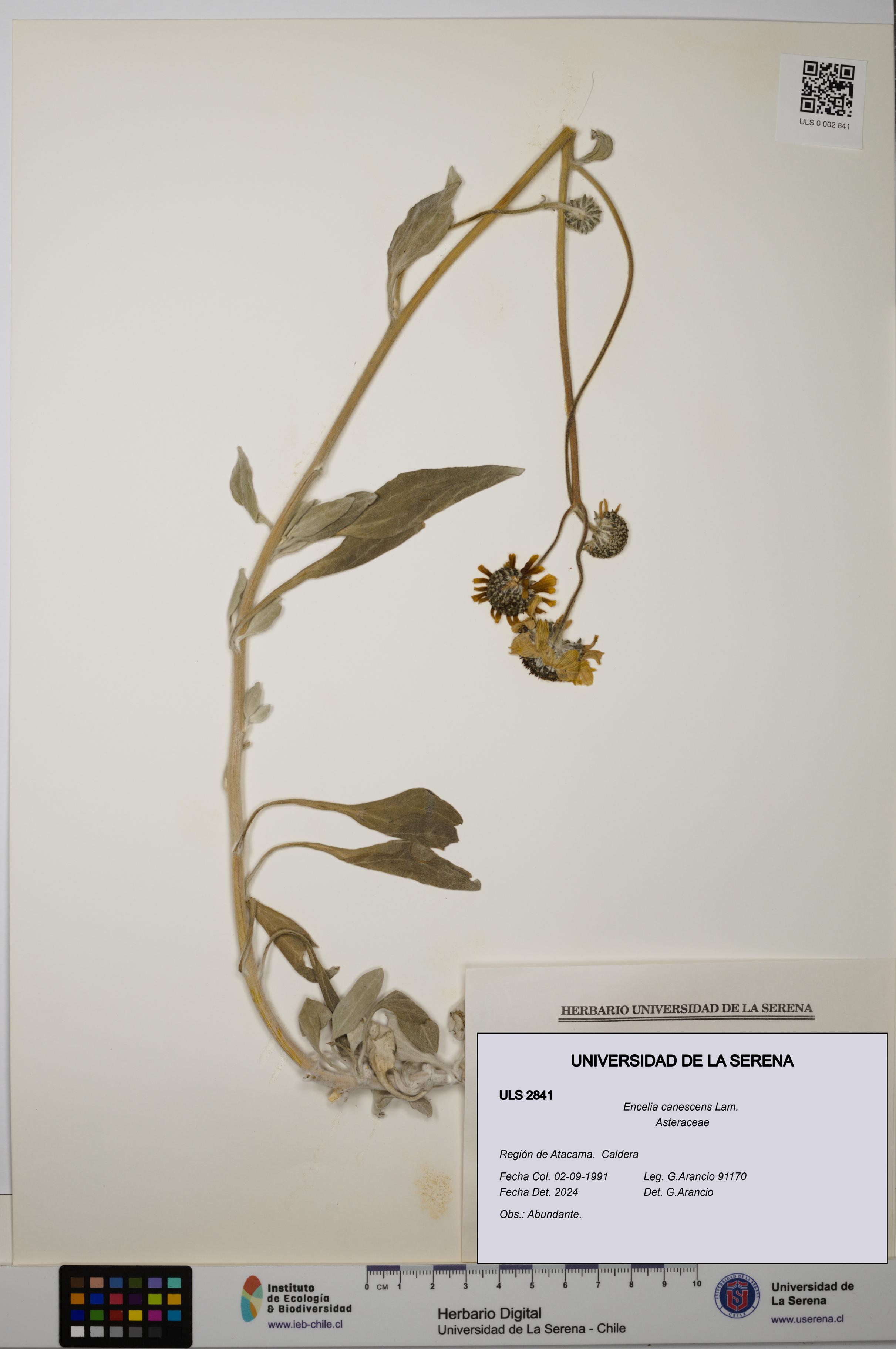 Encelia canescens [Espécimen: ULS:ULS:0002841]