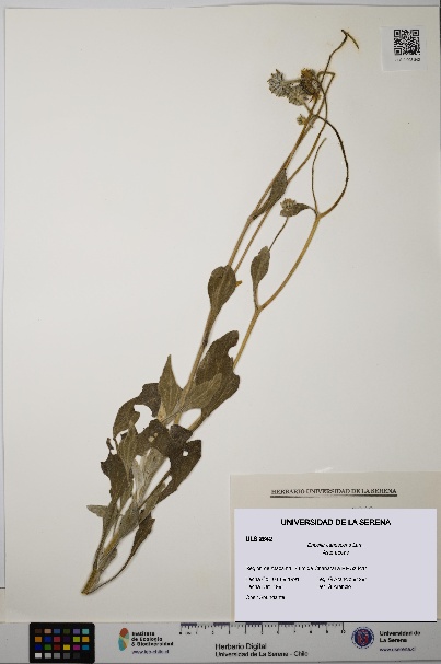 Encelia canescens [Espécimen: ULS:ULS:0002842]
