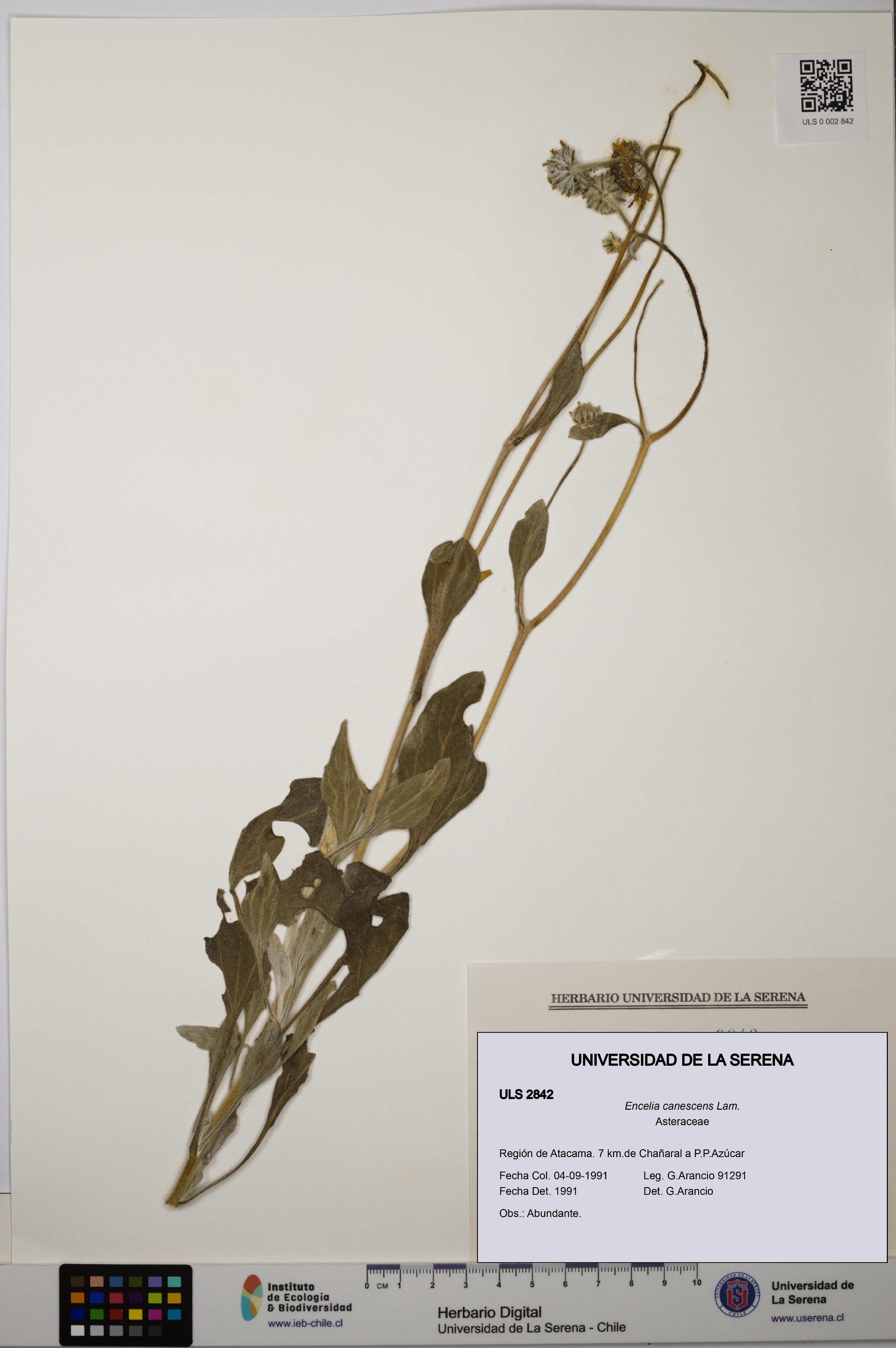 Encelia canescens [Espécimen: ULS:ULS:0002842]