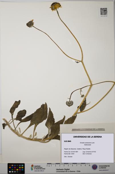 Encelia canescens [Espécimen: ULS:ULS:0002843]