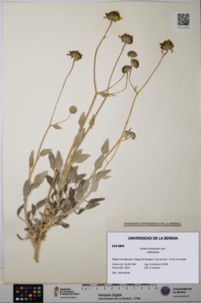 Encelia canescens [Espécimen: ULS:ULS:0002844]