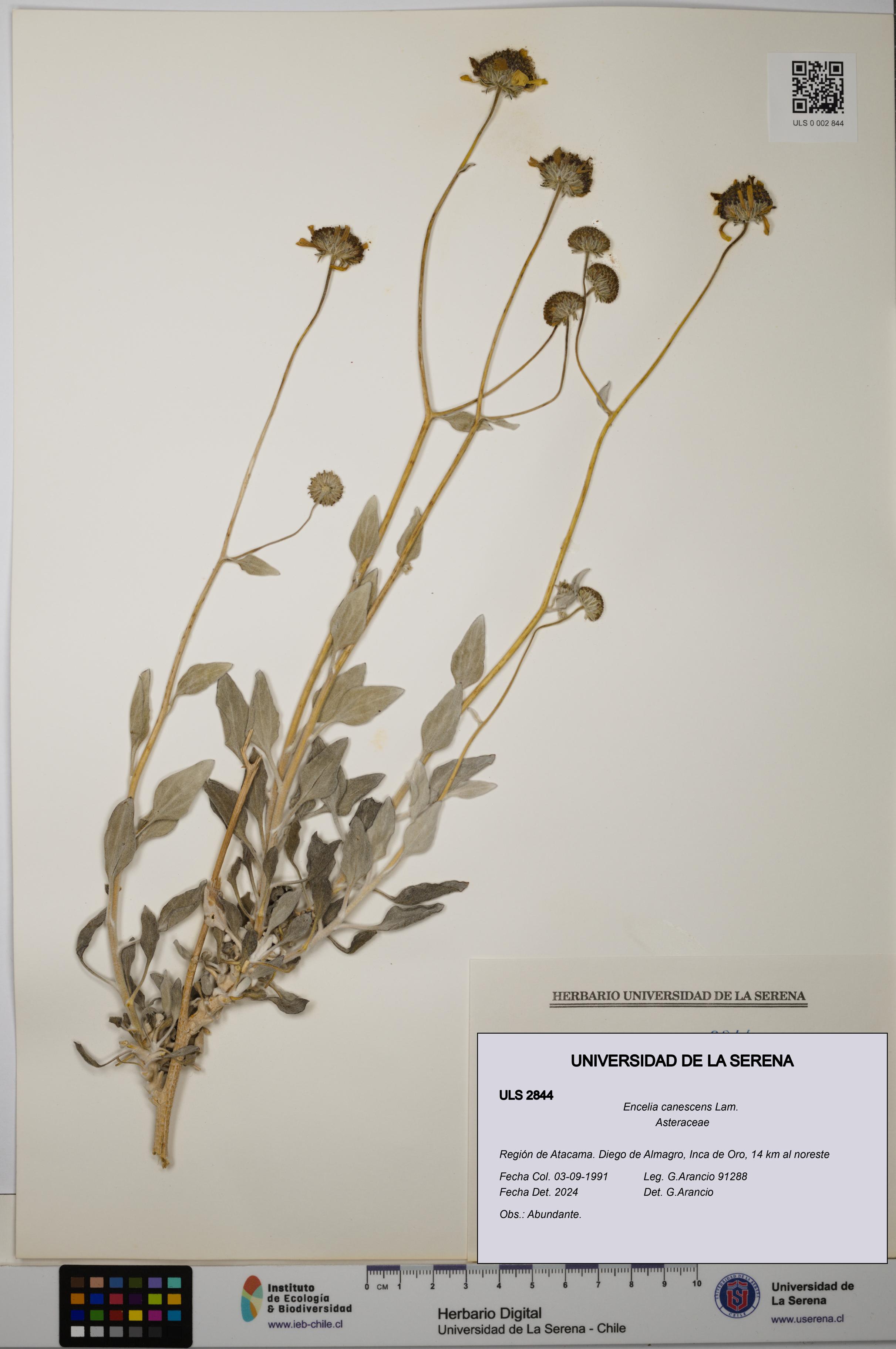 Encelia canescens [Espécimen: ULS:ULS:0002844]