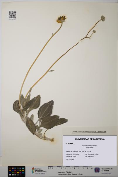 Encelia canescens [Espécimen: ULS:ULS:0002845]