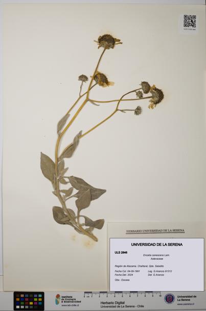 Encelia canescens [Espécimen: ULS:ULS:0002846]