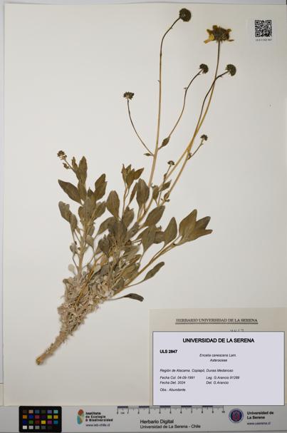 Encelia canescens [Espécimen: ULS:ULS:0002847]
