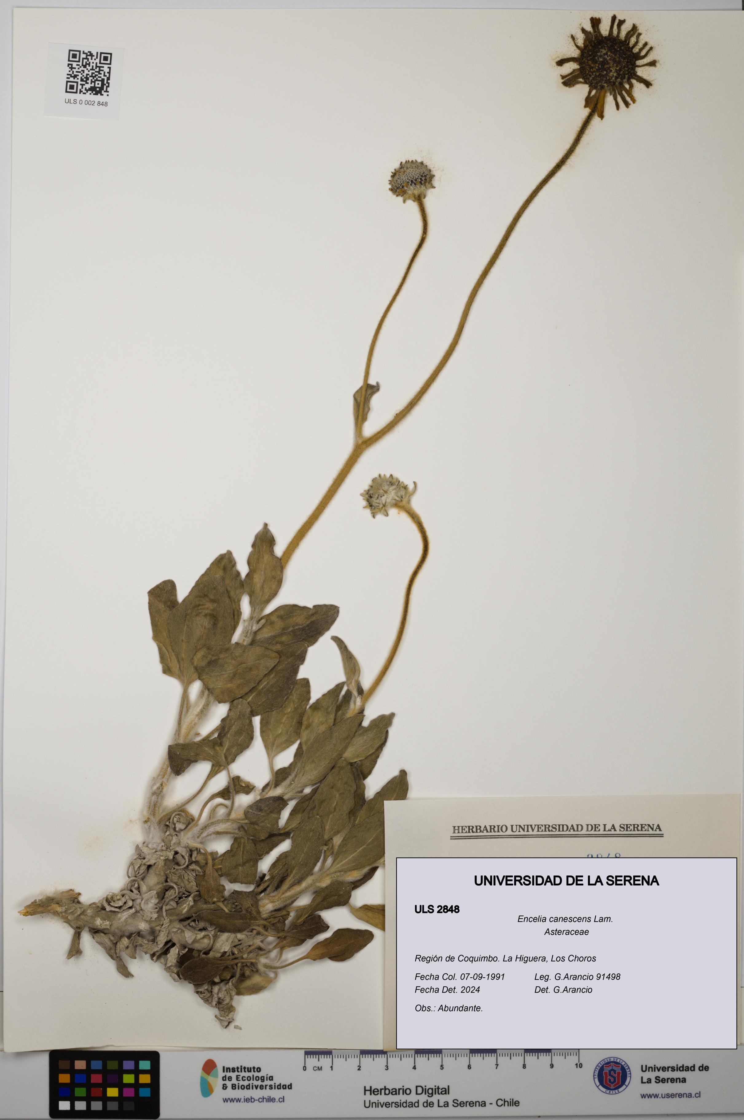 Encelia canescens [Espécimen: ULS:ULS:0002848]