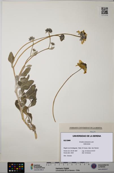 Encelia canescens [Espécimen: ULS:ULS:0002849]