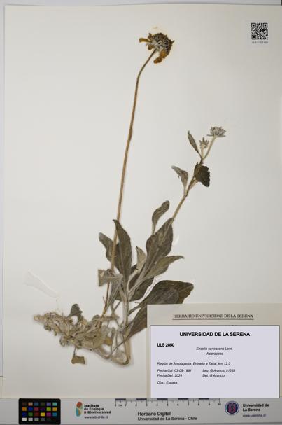 Encelia canescens [Espécimen: ULS:ULS:0002850]
