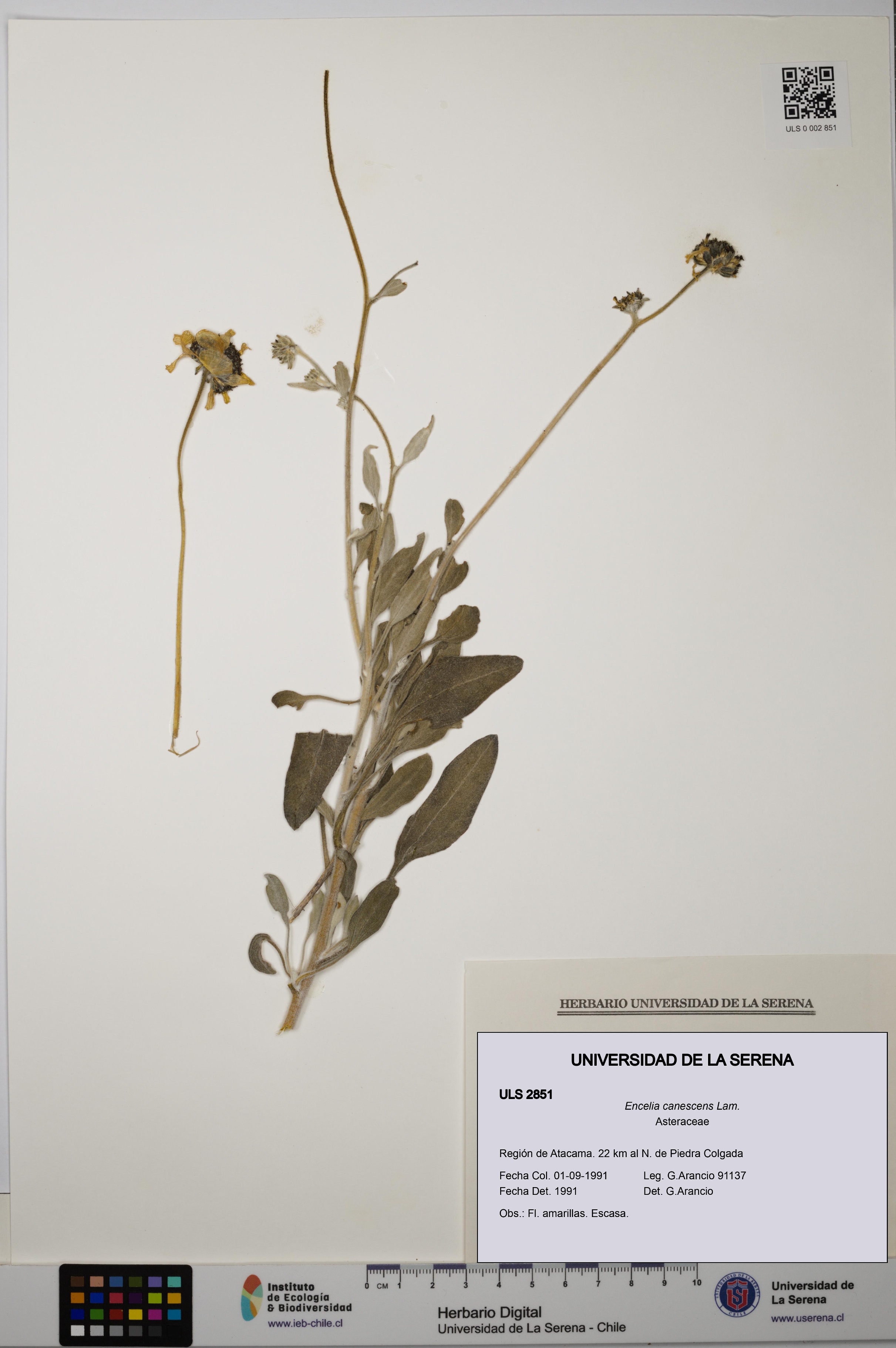 Encelia canescens [Espécimen: ULS:ULS:0002851]