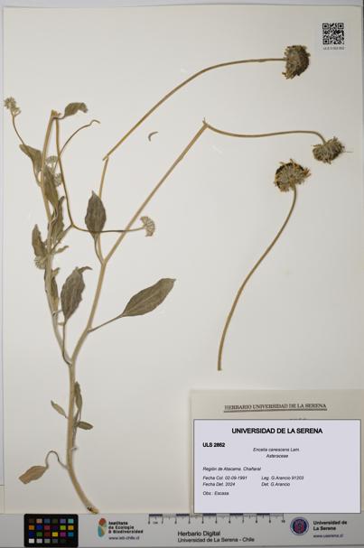 Encelia canescens [Espécimen: ULS:ULS:0002852]
