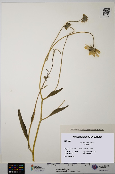 Encelia canescens [Espécimen: ULS:ULS:0002853]