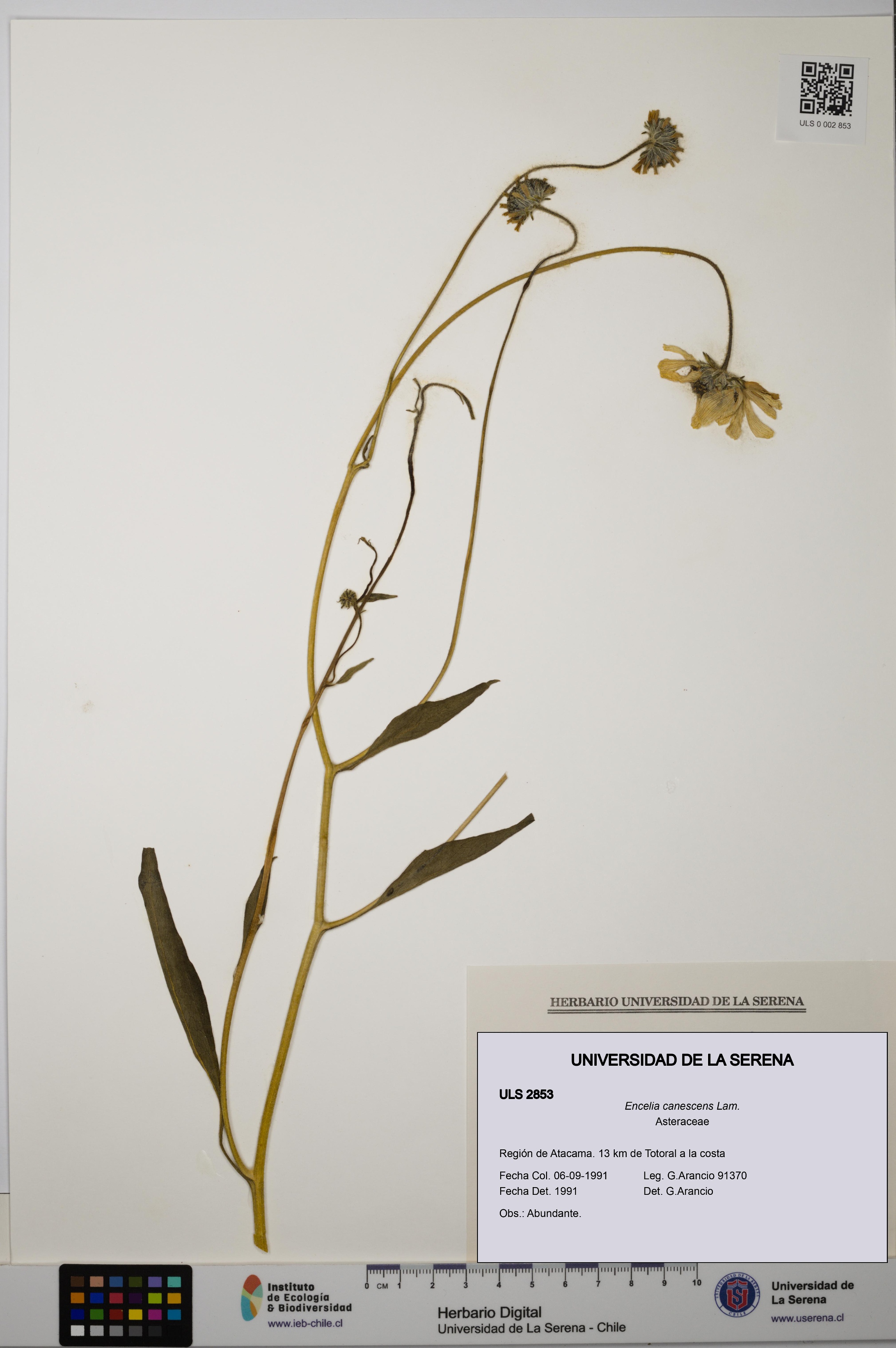 Encelia canescens [Espécimen: ULS:ULS:0002853]