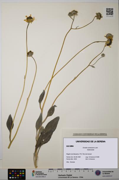 Encelia canescens [Espécimen: ULS:ULS:0002854]