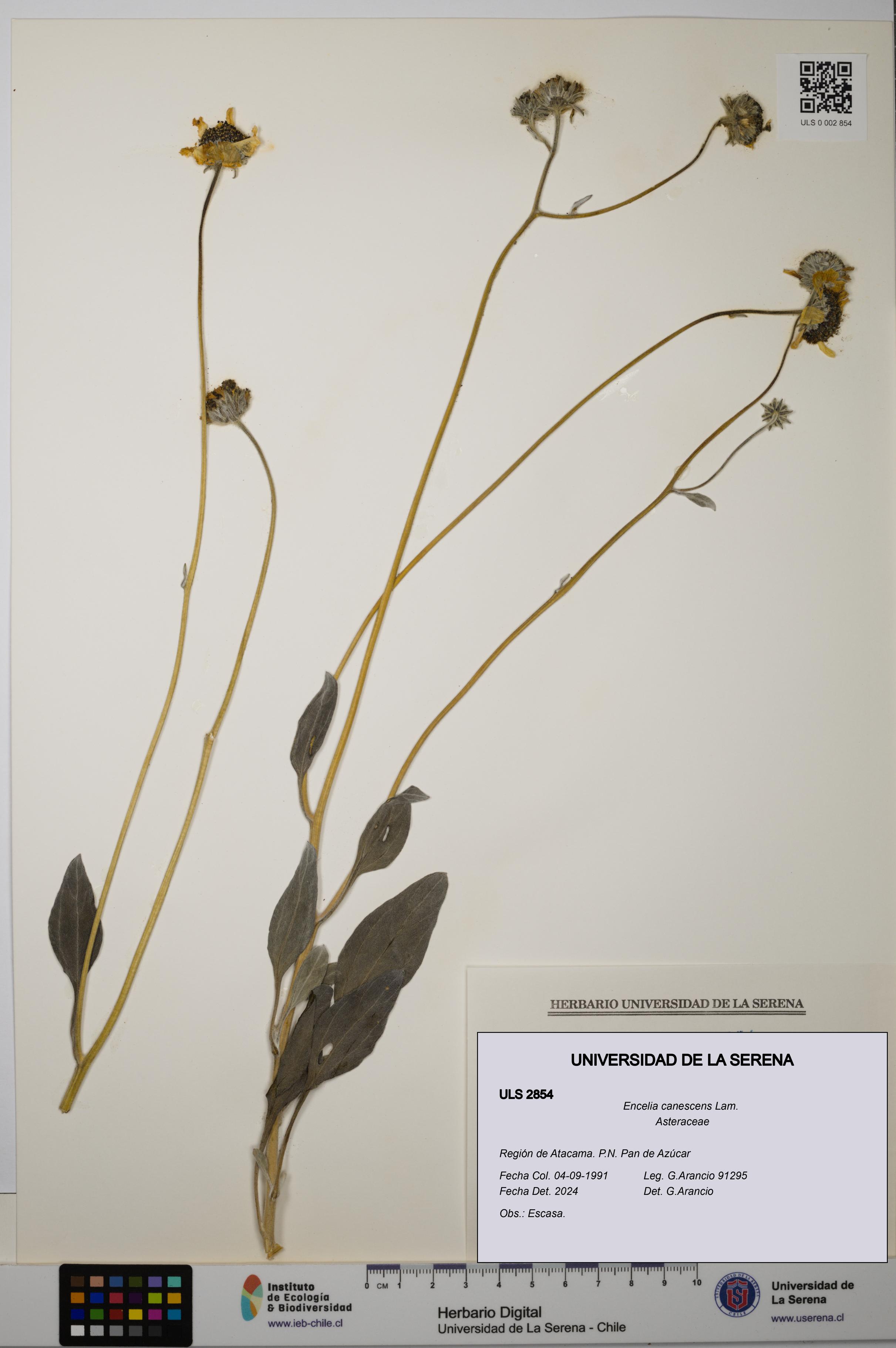 Encelia canescens [Espécimen: ULS:ULS:0002854]