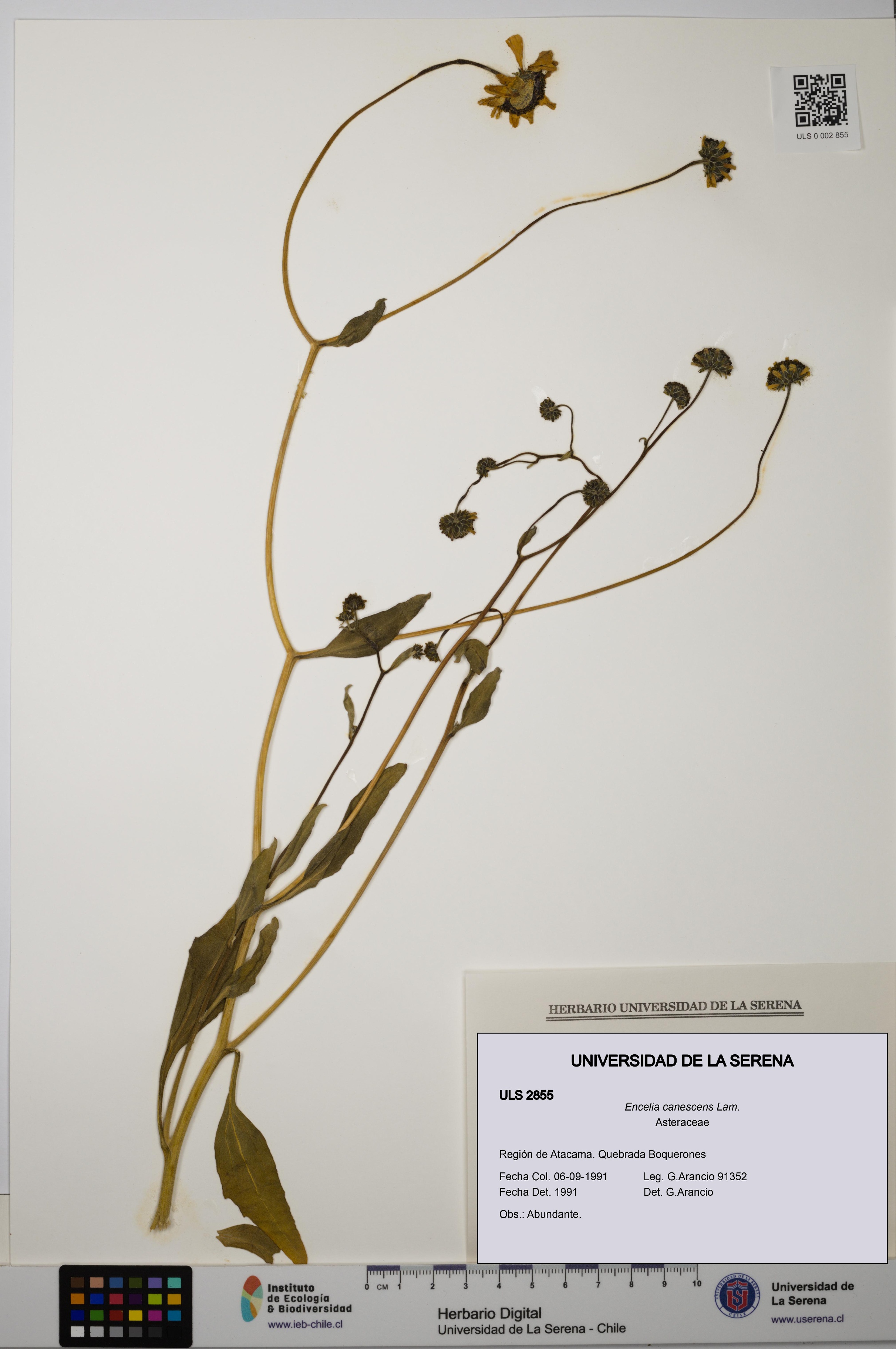 Encelia canescens [Espécimen: ULS:ULS:0002855]