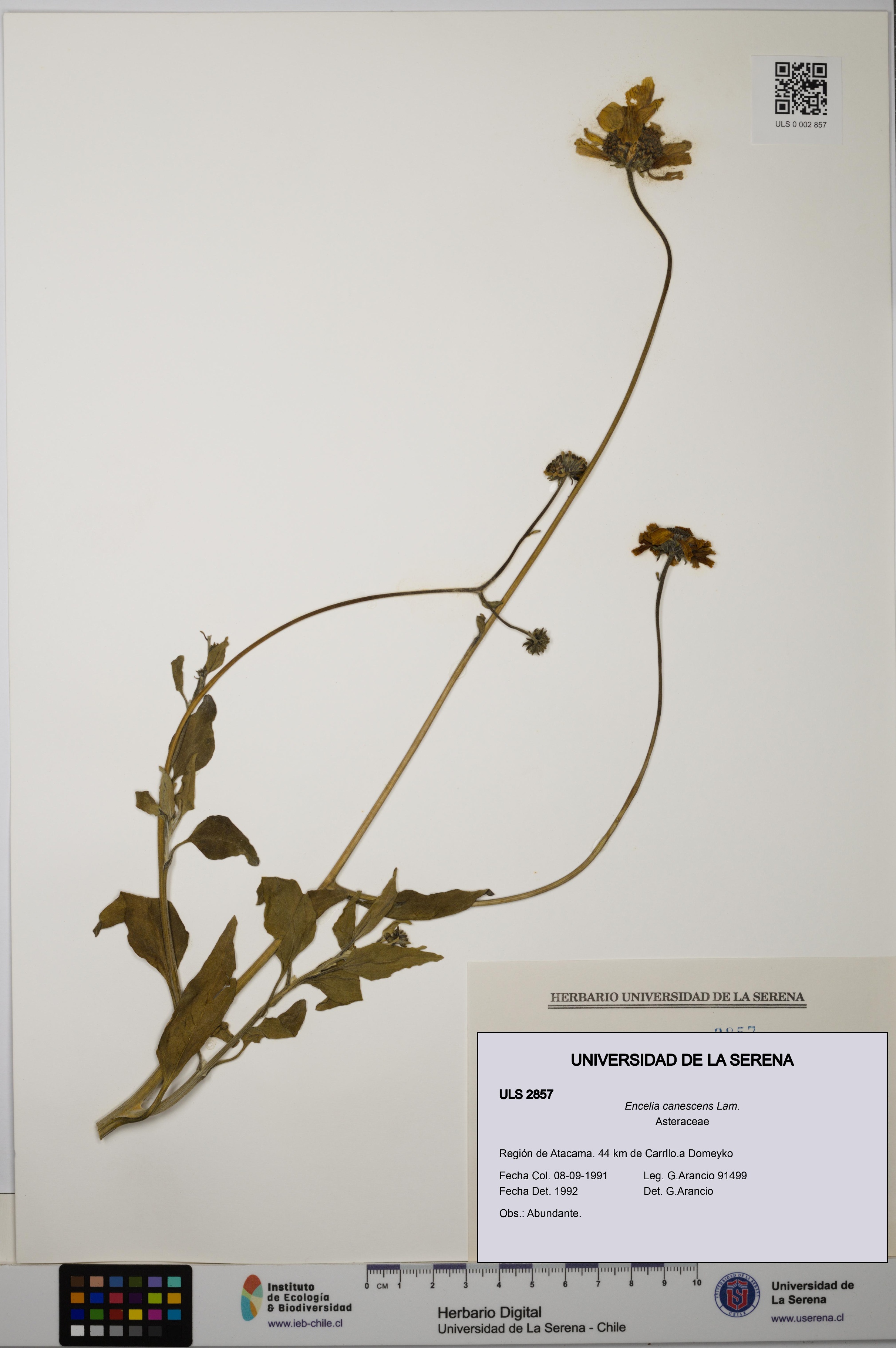 Encelia canescens [Espécimen: ULS:ULS:0002857]