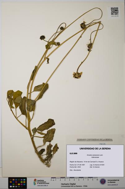 Encelia canescens [Espécimen: ULS:ULS:0002858]