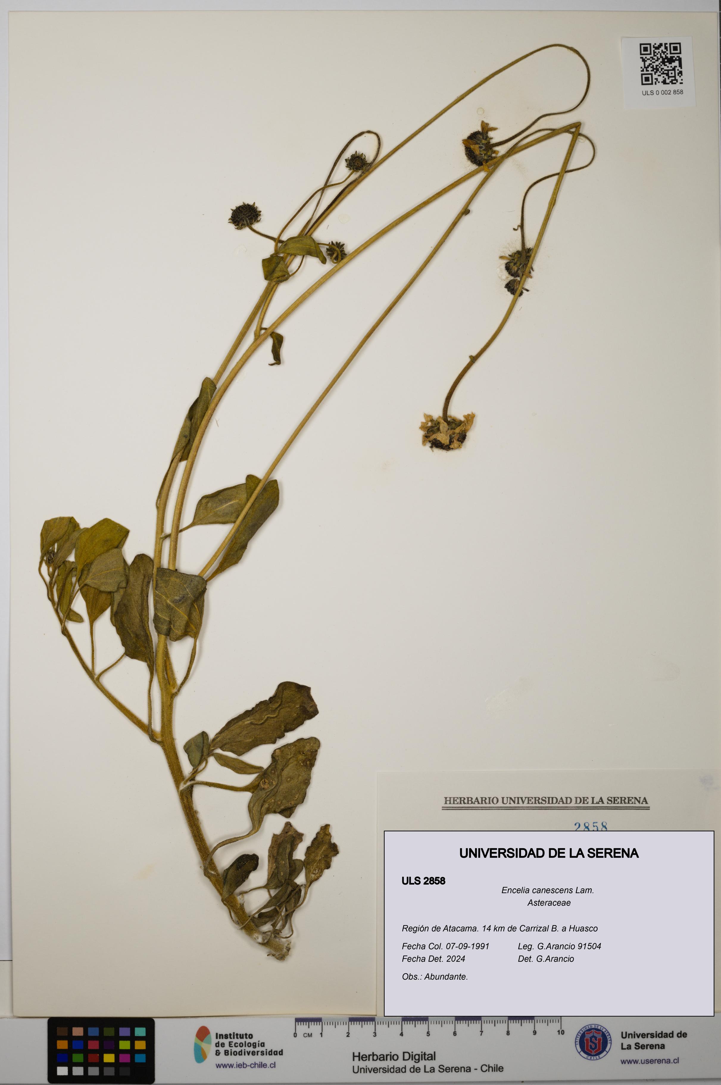 Encelia canescens [Espécimen: ULS:ULS:0002858]