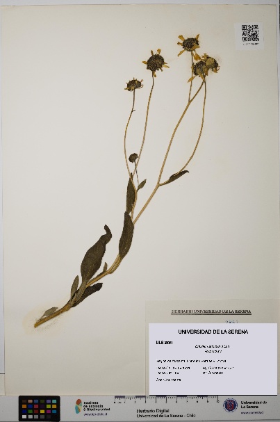 Encelia canescens [Espécimen: ULS:ULS:0002861]