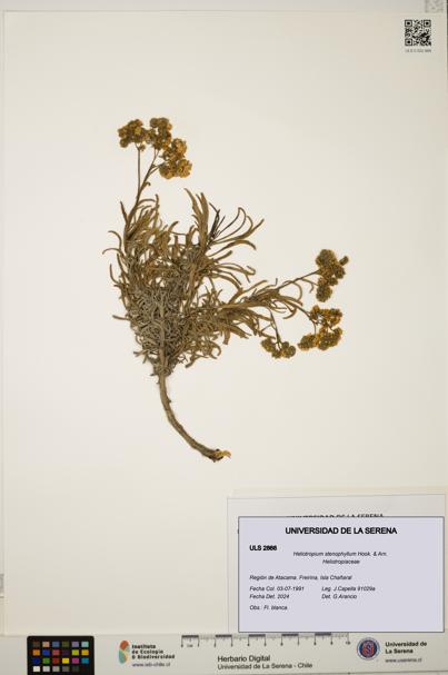 Heliotropium stenophyllum [Espécimen: ULS:ULS:0002866]