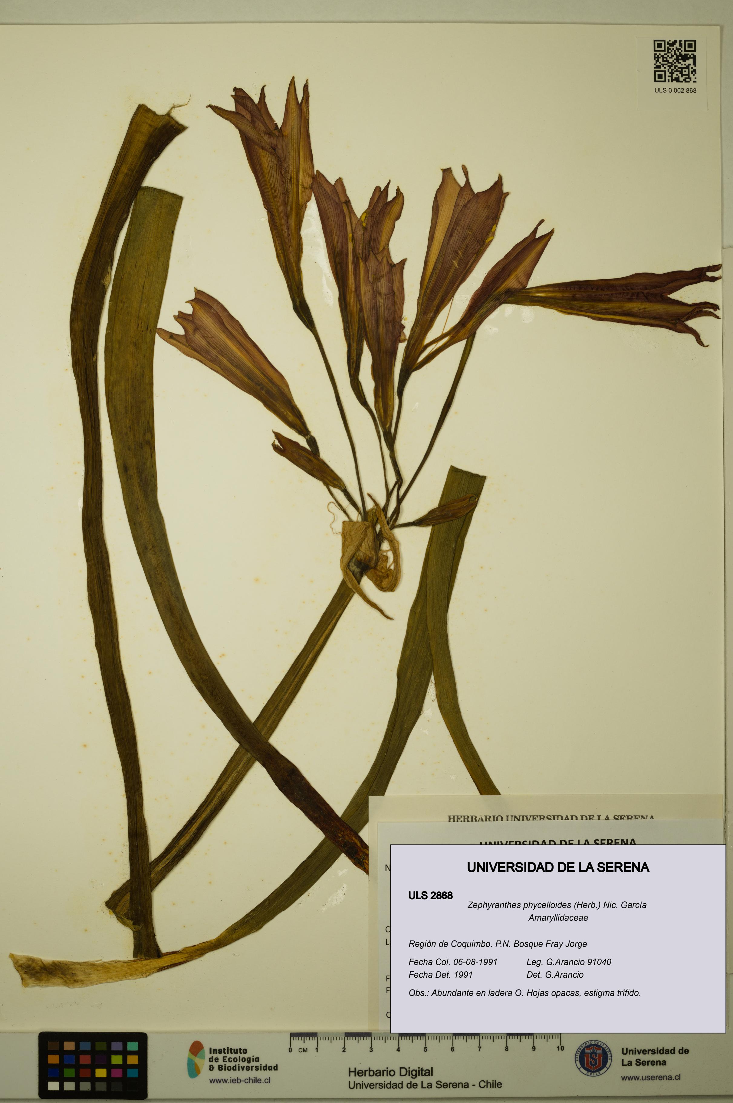 Zephyranthes phycelloides [Espécimen: ULS:ULS:0002868]