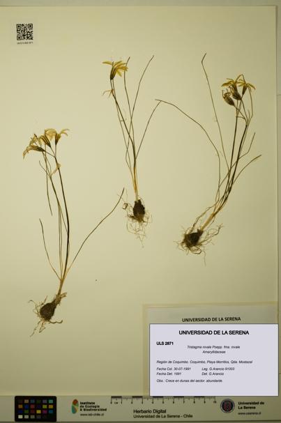 Tristagma nivale [Espécimen: ULS:ULS:0002871]