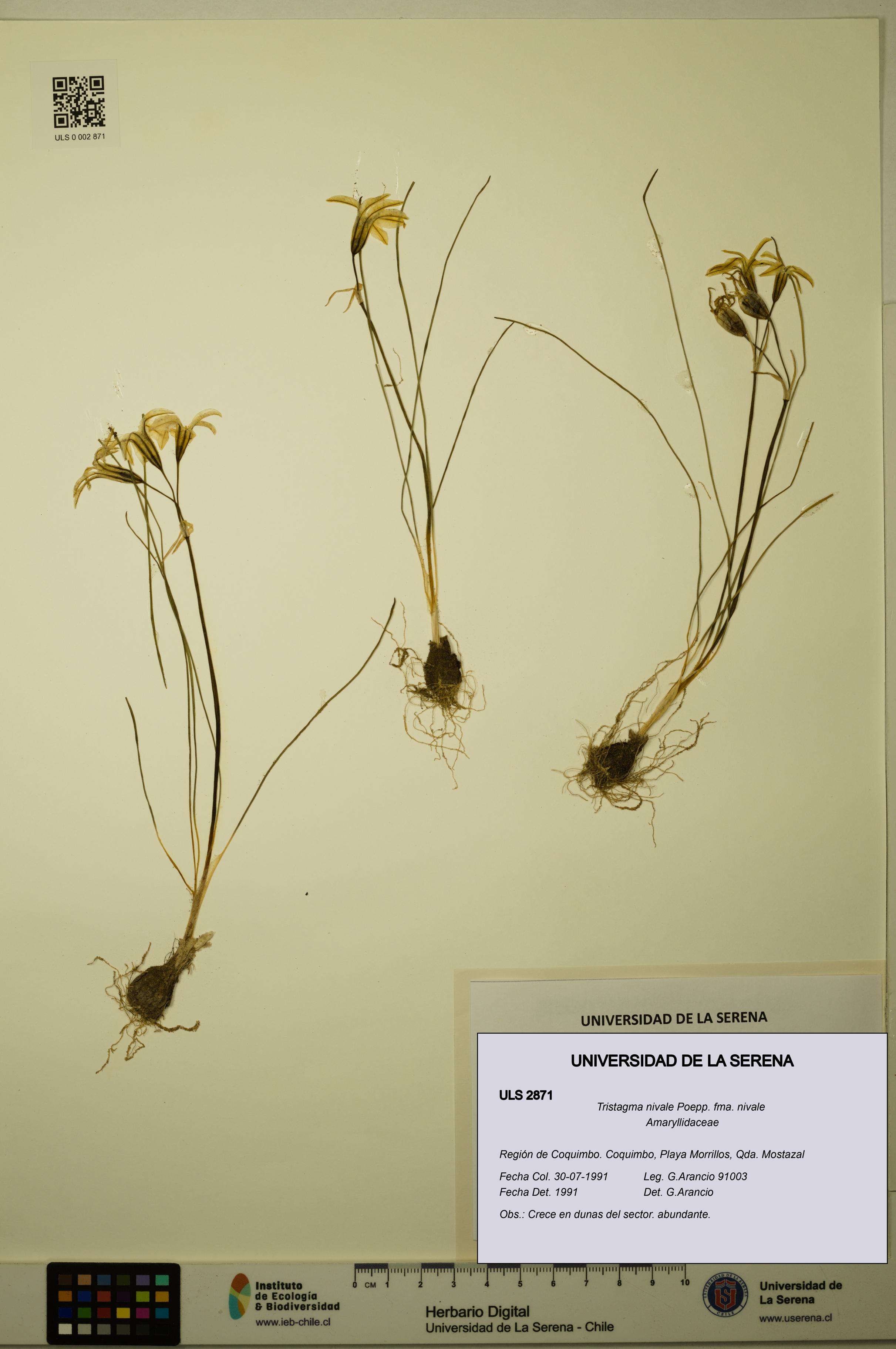 Tristagma nivale [Espécimen: ULS:ULS:0002871]