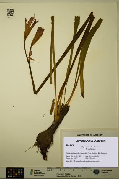 Phycella scarlatina [Espécimen: ULS:ULS:0002873]