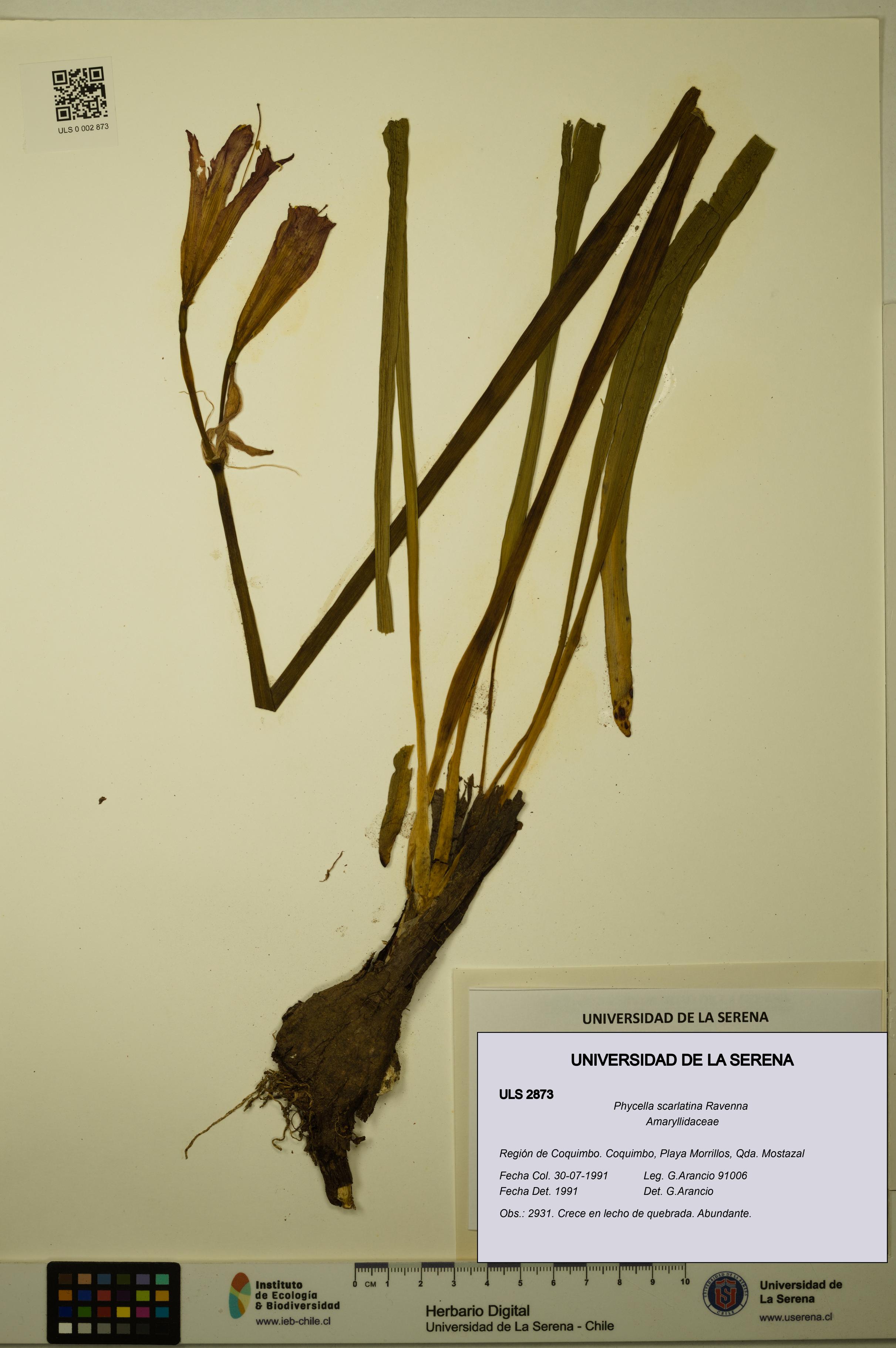Phycella scarlatina [Espécimen: ULS:ULS:0002873]