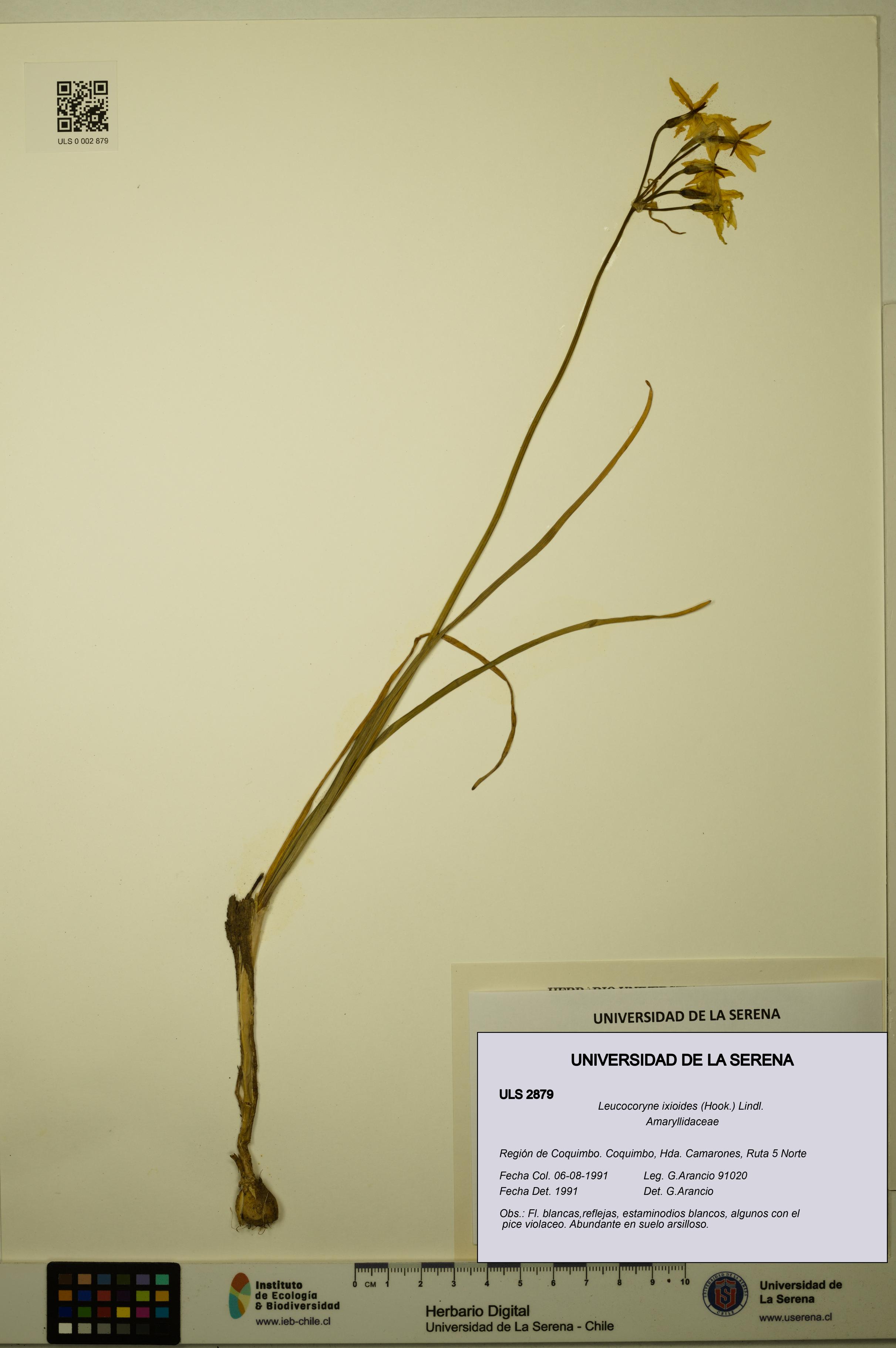 Leucocoryne ixioides [Espécimen: ULS:ULS:0002879]