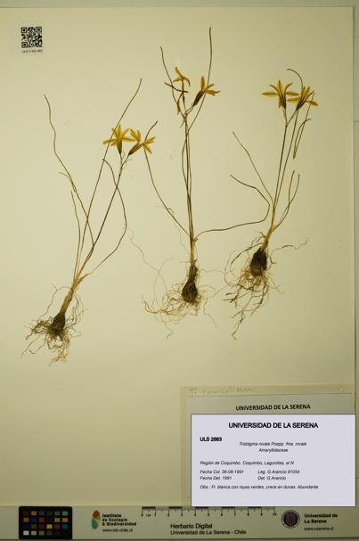 Tristagma nivale fma. nivale [Espécimen: ULS:ULS:0002883]