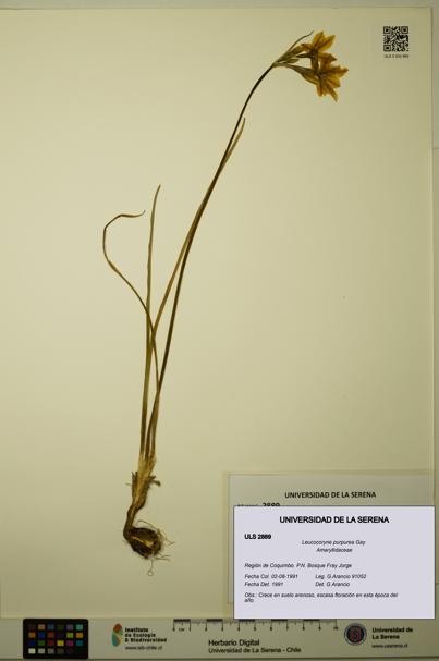 Leucocoryne purpurea [Espécimen: ULS:ULS:0002889]