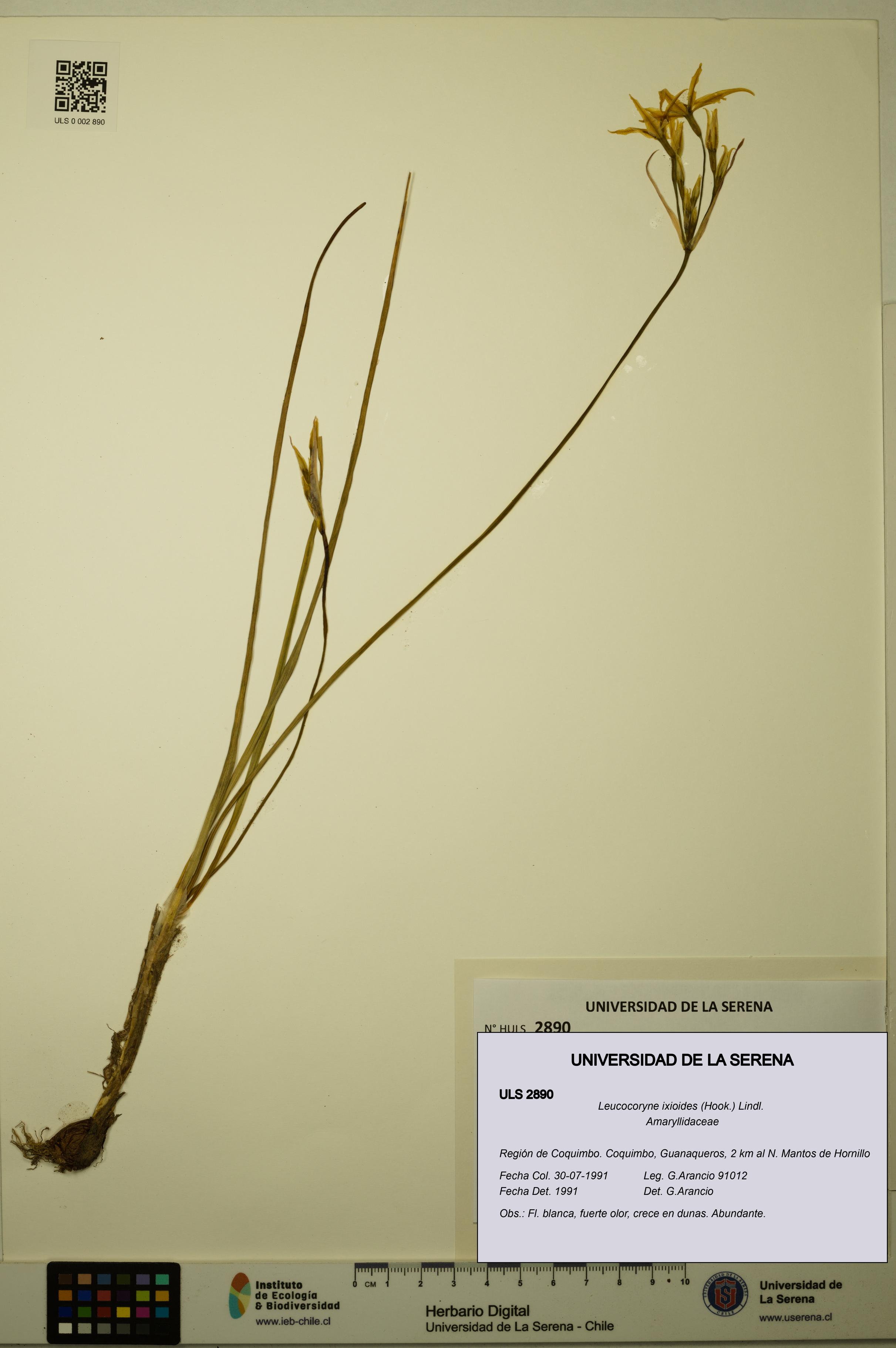 Leucocoryne ixioides [Espécimen: ULS:ULS:0002890]