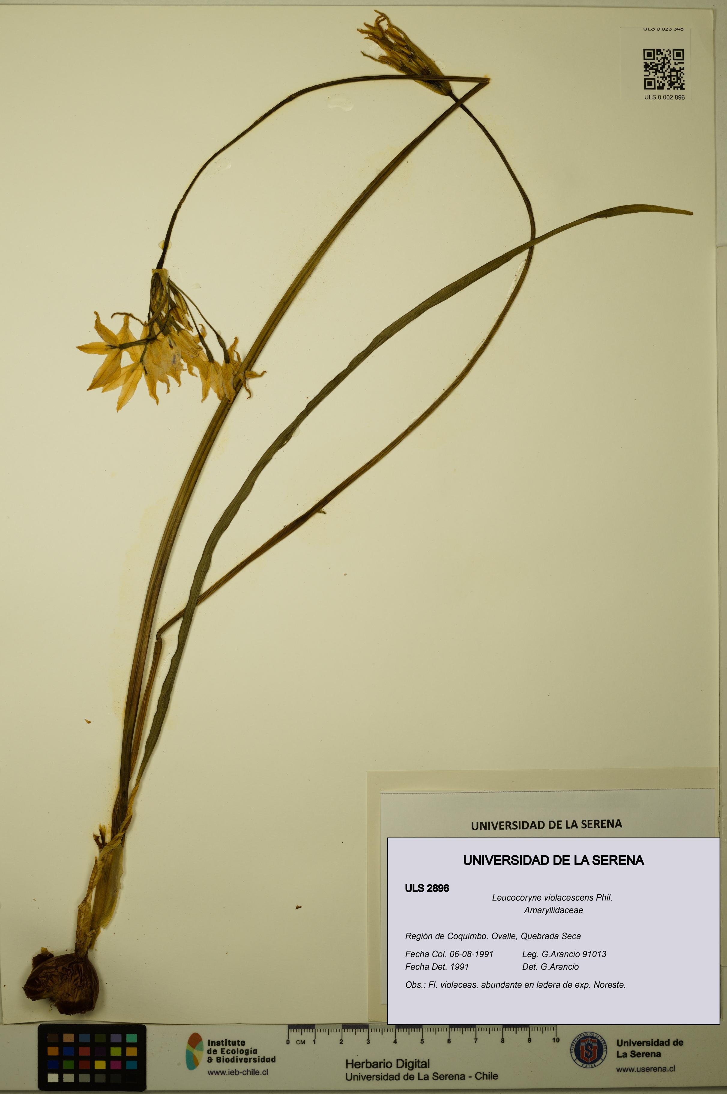 Leucocoryne violacescens [Espécimen: ULS:ULS:0002896]